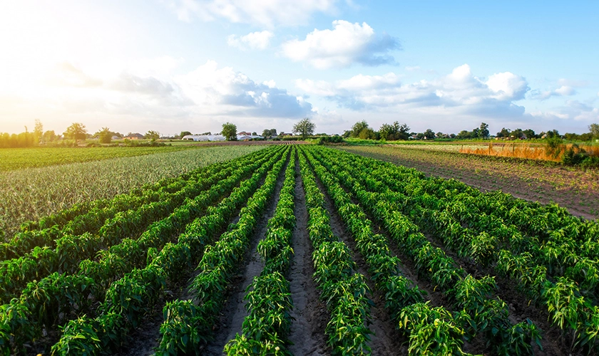 Food Crops